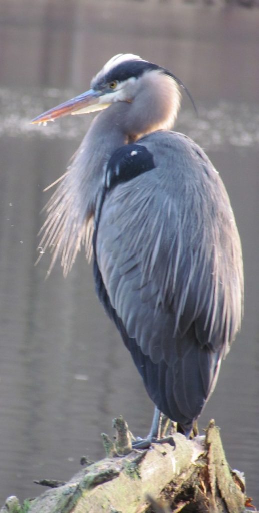 Blue Heron poses for camera at Deer Lake posted on Welcome Snow Drops