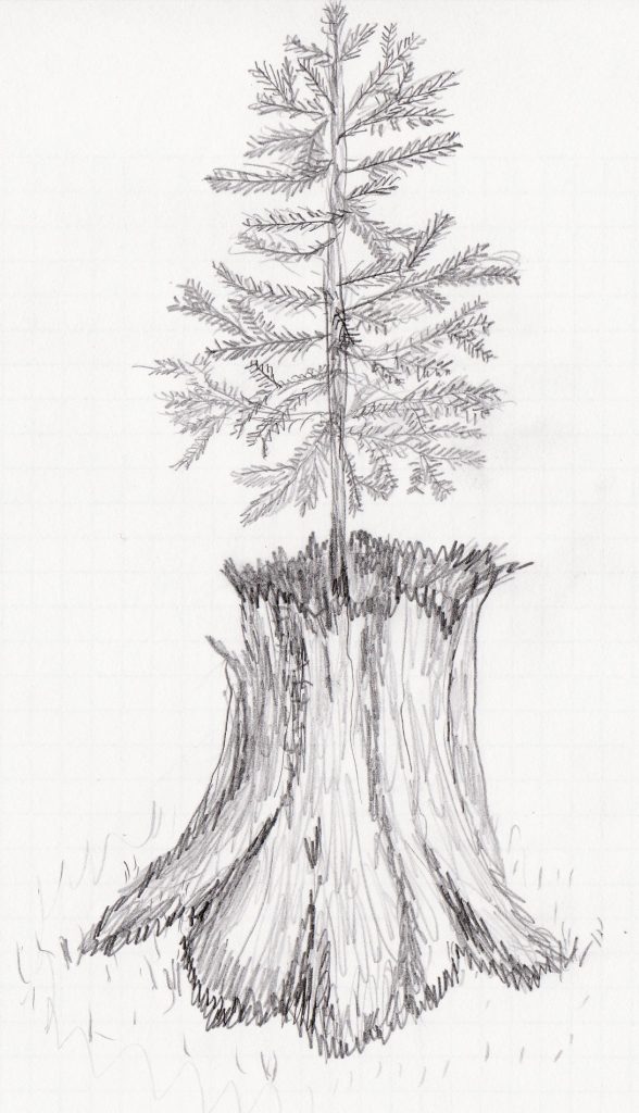 Art by Esther New Growth From Old