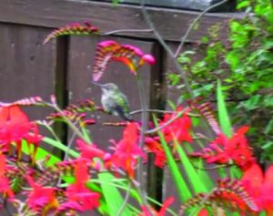 Hummingbird resting in Crocosmias 2017. Birds in My Yard