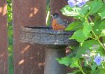 Robin. Birds in my yard, oh, happiness!