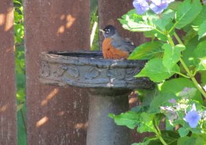 Robin in our yard loves our birdbath 2017